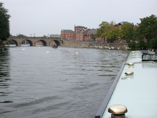 Excess of swans in Worcester