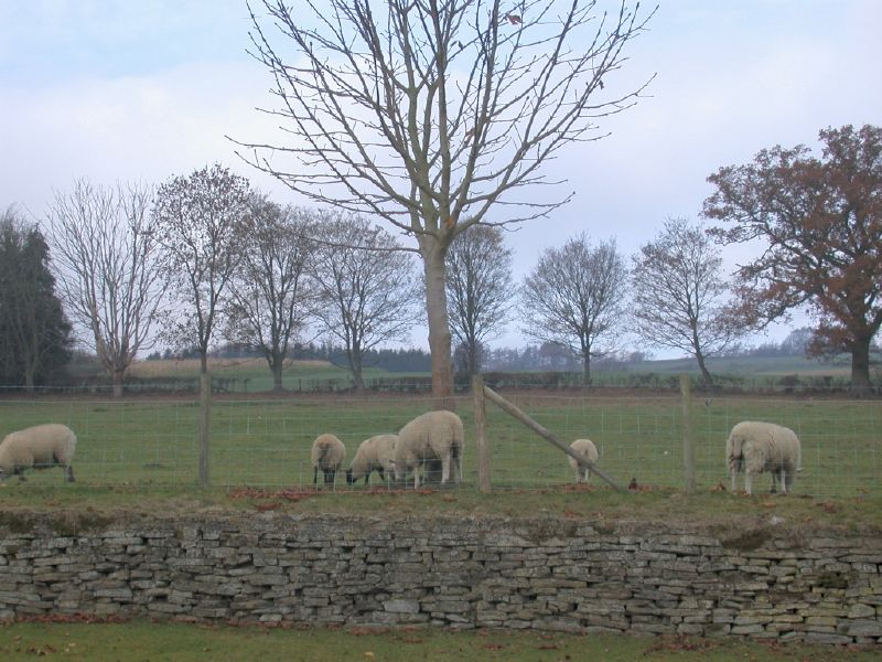 Plenty of sheep in the garden