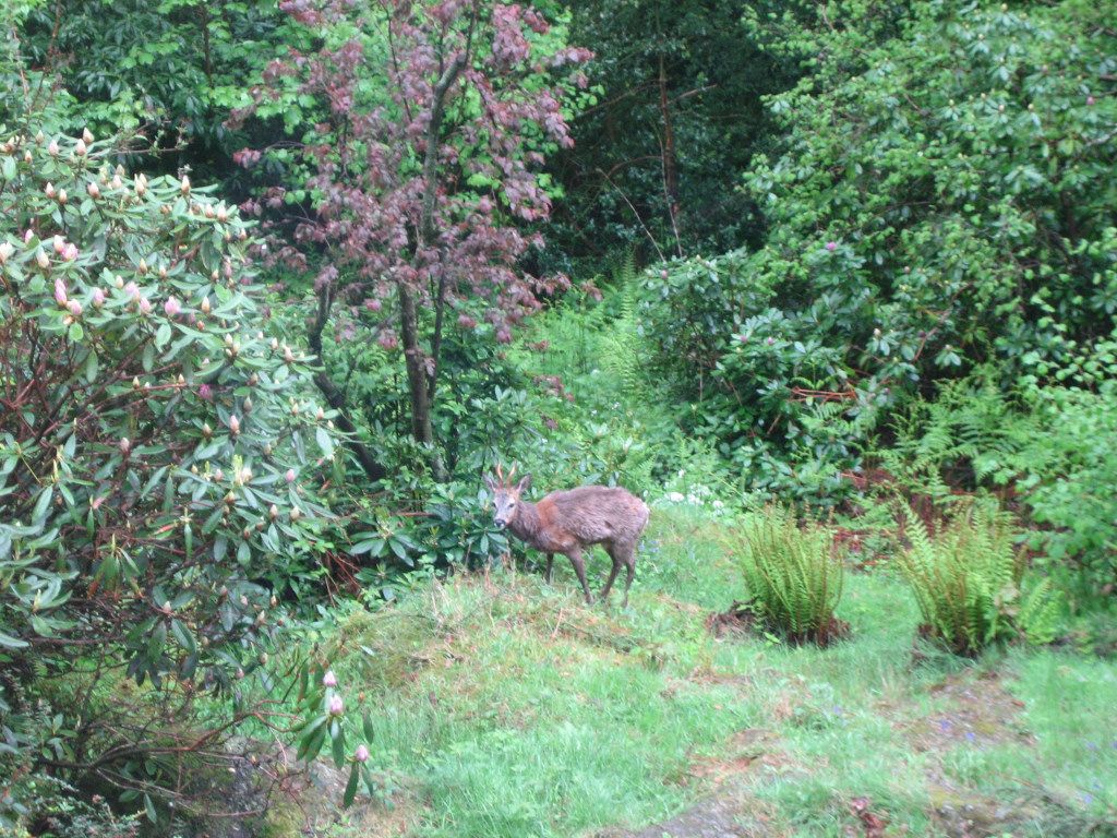 Deer spotted in the garden one morning