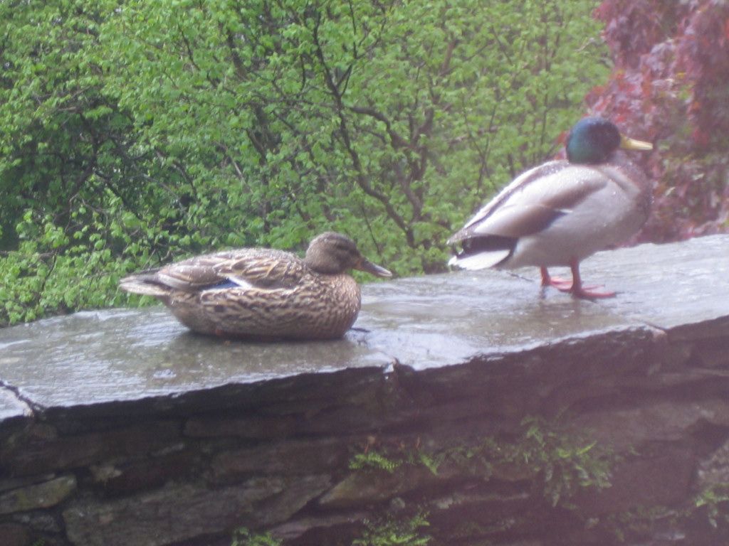 Nice weather for ducks (on our terrace)