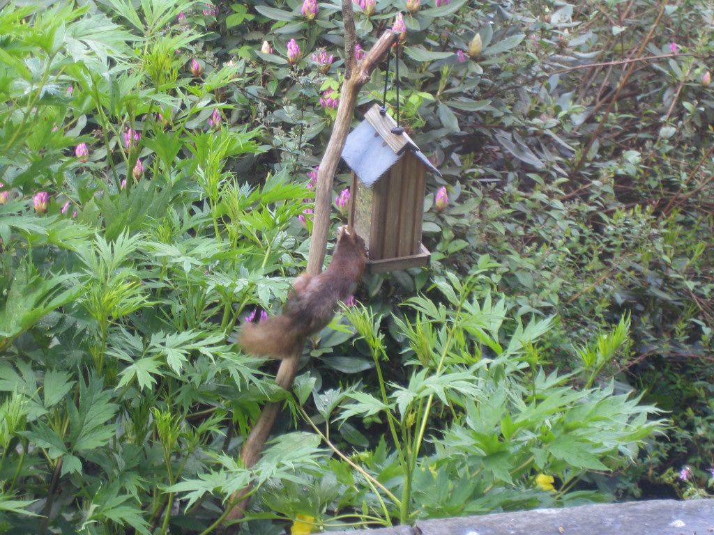 We kept the bird feeder topped up for this lovely animal