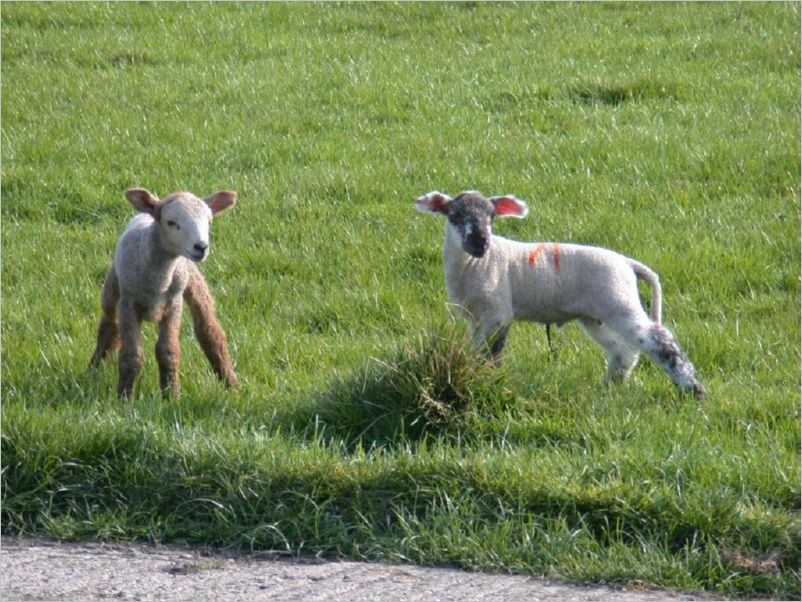 4881-Lambs