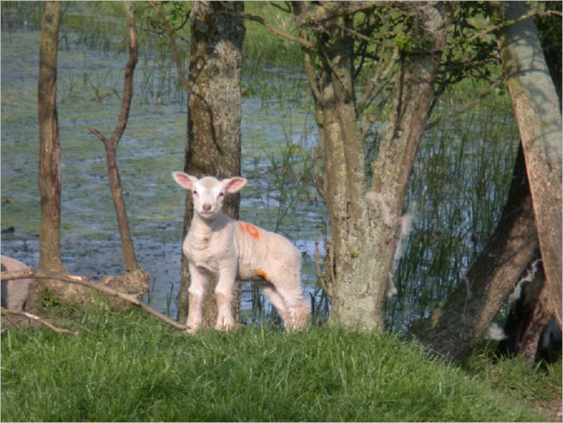 4887-Lamb