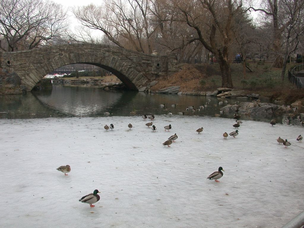 Central Park (The Pond)